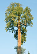 Western Redcedar   Thuja plicata   20 Seeds