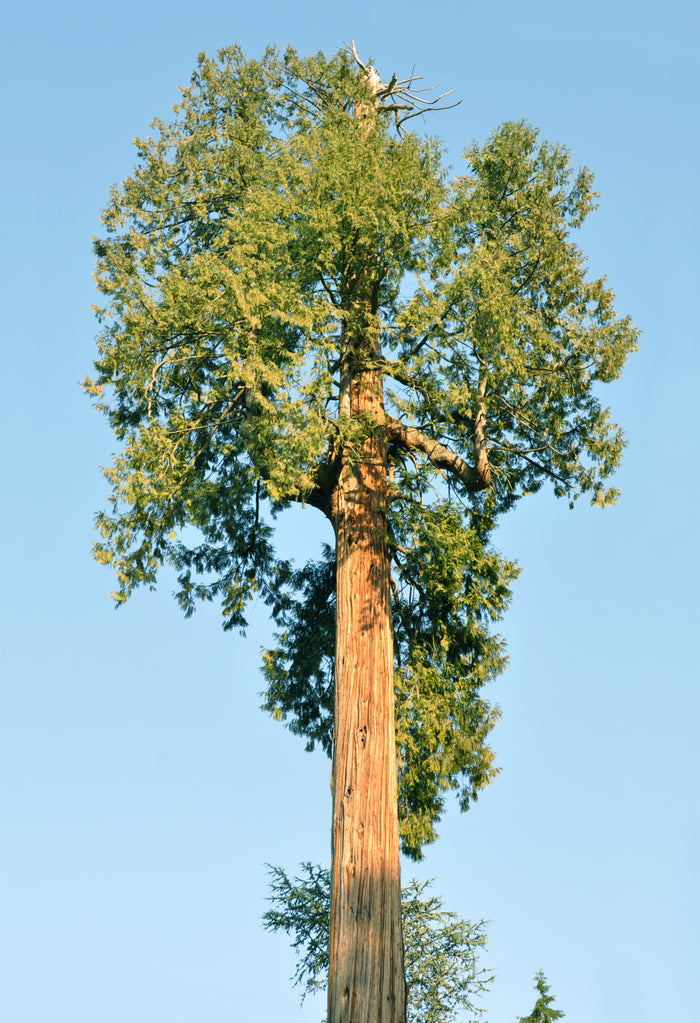 Western Redcedar   Thuja plicata   20 Seeds