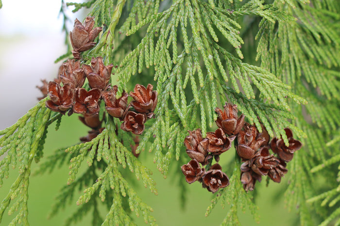 Western Redcedar   Thuja plicata   20 Seeds