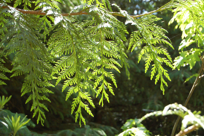 Western Redcedar   Thuja plicata   20 Seeds