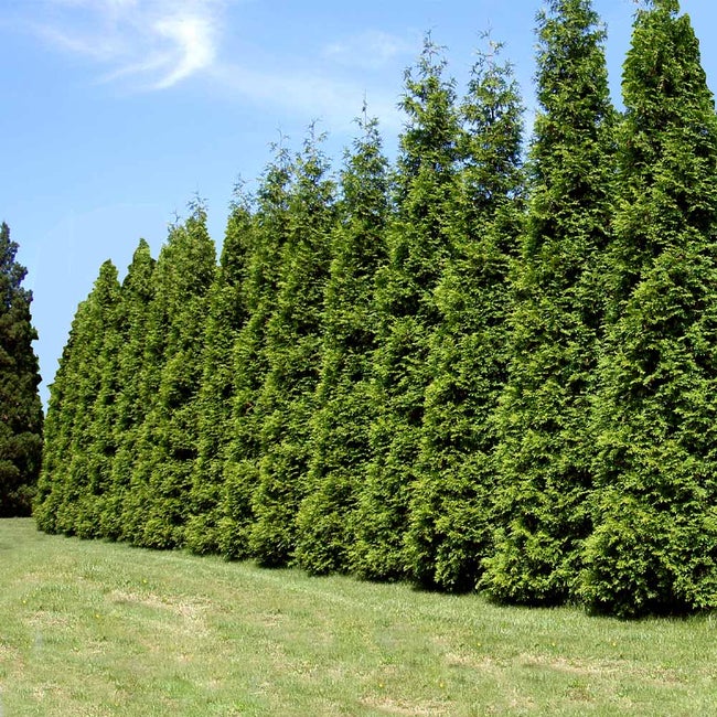 Western Redcedar   Thuja plicata   20 Seeds