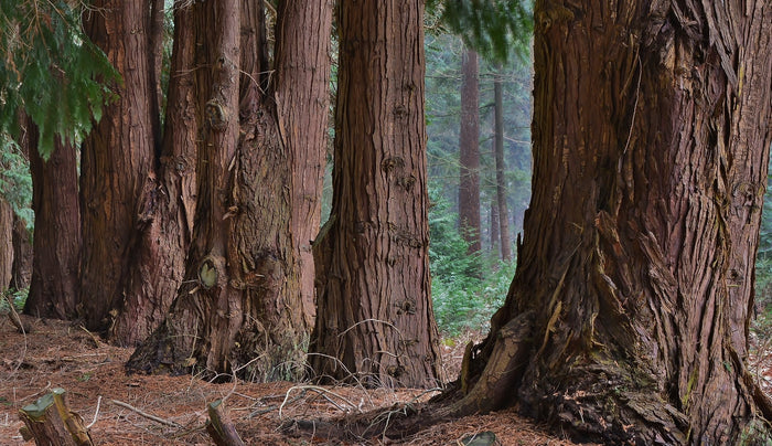 Western Redcedar   Thuja plicata   20 Seeds