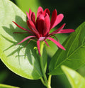 Western Spice Bush   5 Seeds   Calycanthus occidentalis