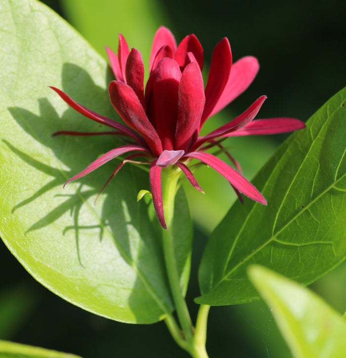 Western Spice Bush   5 Seeds   Calycanthus occidentalis