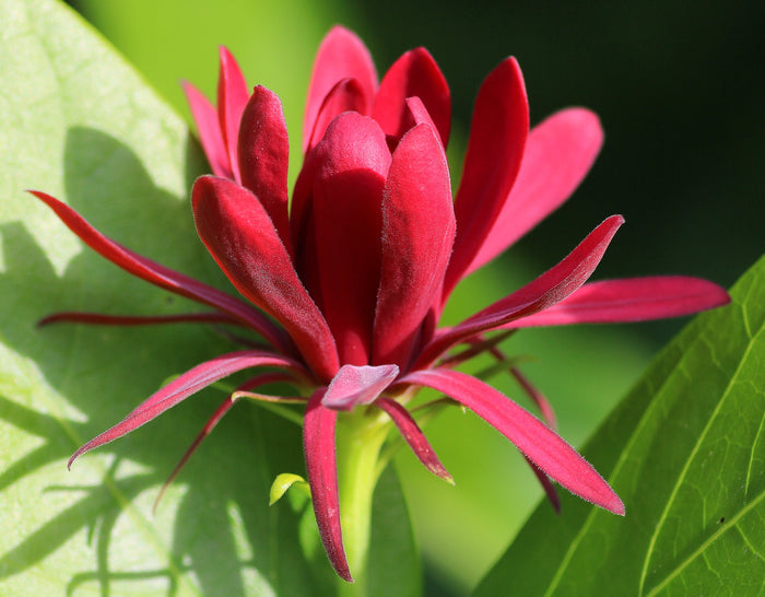 Western Spice Bush   5 Seeds   Calycanthus occidentalis
