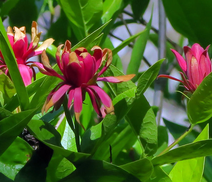 Western Spice Bush   5 Seeds   Calycanthus occidentalis
