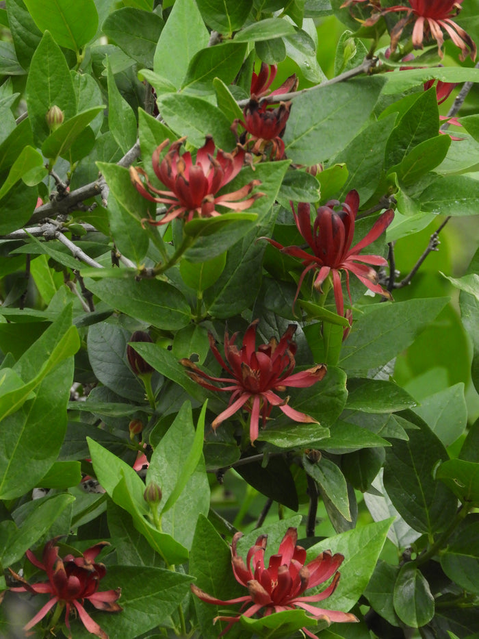 Western Spice Bush   5 Seeds   Calycanthus occidentalis