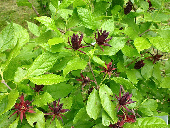 Western Spice Bush   5 Seeds   Calycanthus occidentalis