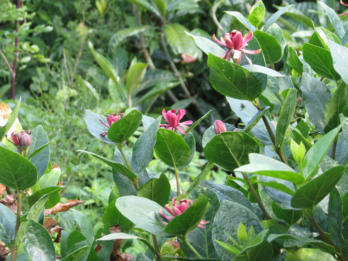Western Spice Bush   5 Seeds   Calycanthus occidentalis
