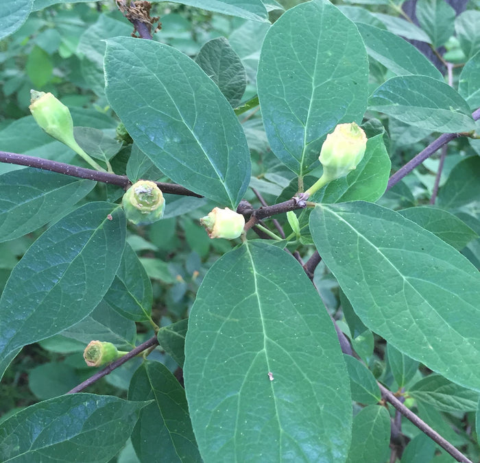 Western Spice Bush   5 Seeds   Calycanthus occidentalis
