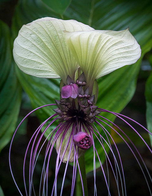 White Bat Flower   20 Seeds   Tacca integrifolia