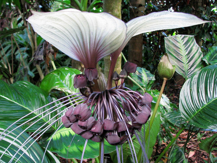 White Bat Flower   20 Seeds   Tacca integrifolia