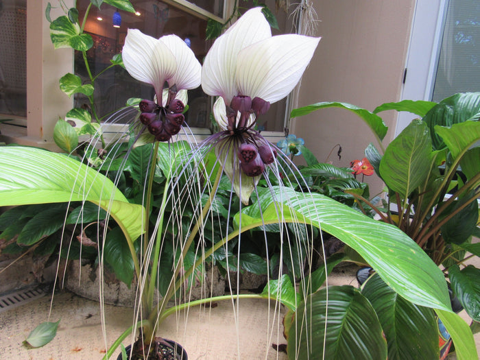 White Bat Flower   20 Seeds   Tacca integrifolia