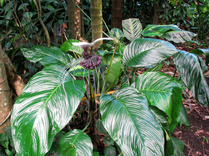 White Bat Flower   20 Seeds   Tacca integrifolia