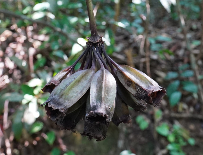 White Bat Flower   20 Seeds   Tacca integrifolia