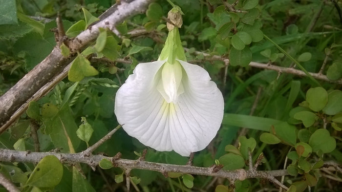 White Butterfly Pea Clitoria ternatea 10 Seeds
