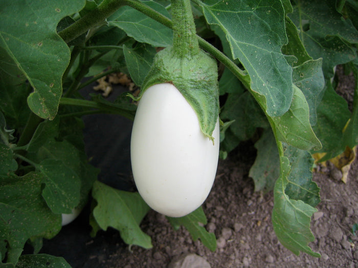 White Eggplant  50 Seeds  Solanum melongena