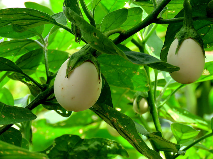 White Eggplant  50 Seeds  Solanum melongena