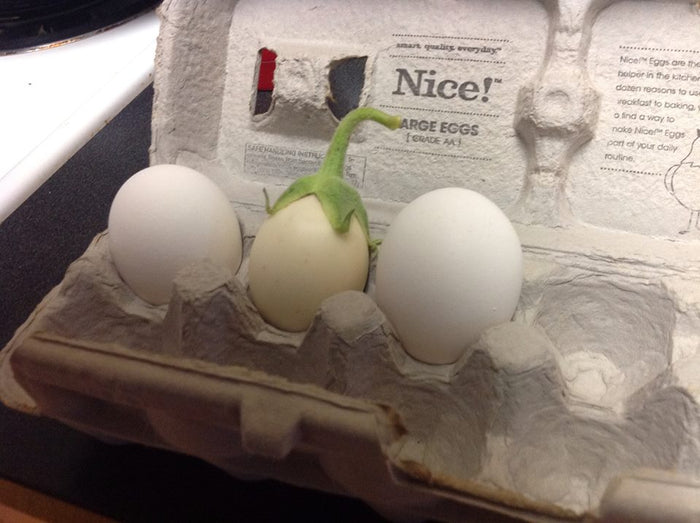 White Eggplant  50 Seeds  Solanum melongena