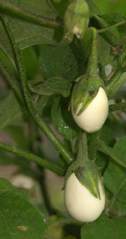 White Eggplant  50 Seeds  Solanum melongena