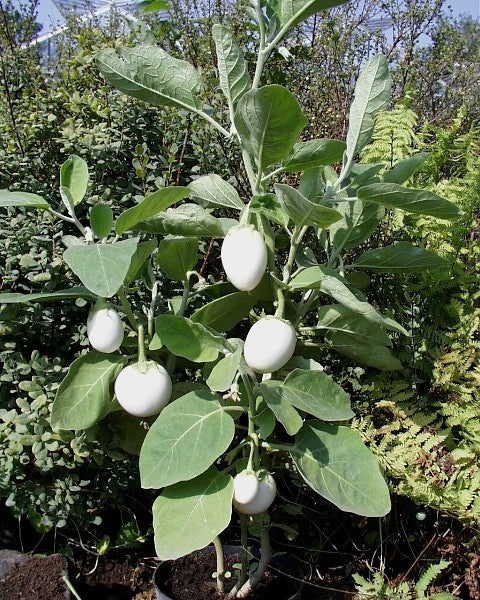 White Eggplant  50 Seeds  Solanum melongena