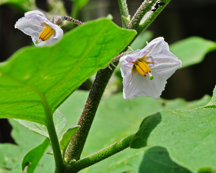 White Eggplant  50 Seeds  Solanum melongena