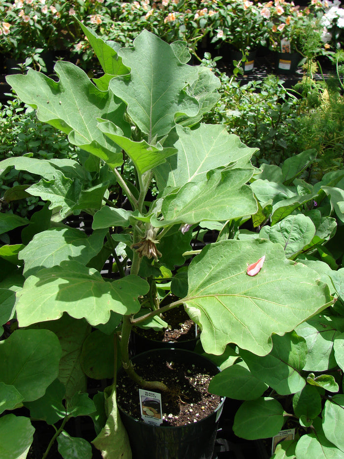 White Eggplant  50 Seeds  Solanum melongena