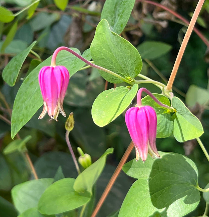 White Leaf Leather Flower   5 Seeds   Clematis glaucophylla