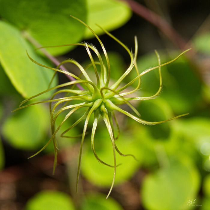 White Leaf Leather Flower   5 Seeds   Clematis glaucophylla