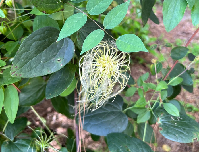 White Leaf Leather Flower   5 Seeds   Clematis glaucophylla
