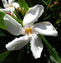 White Oleander Nerium oleander 20 Seeds