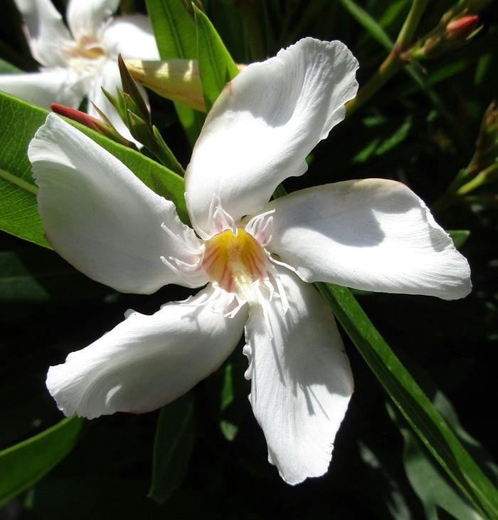 White Oleander Nerium oleander 20 Seeds