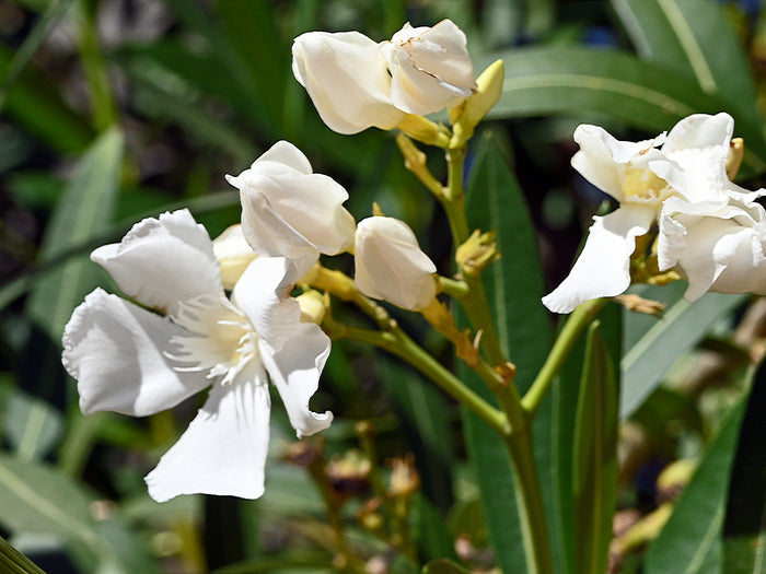 White Oleander Nerium oleander 20 Seeds