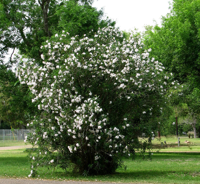White Oleander Nerium oleander 20 Seeds