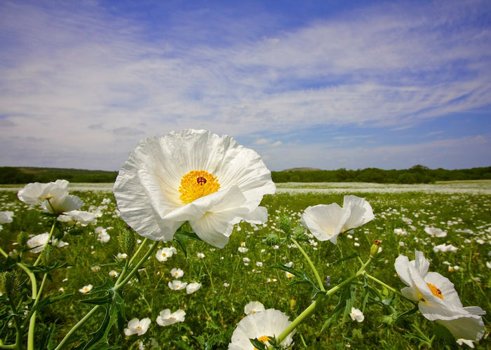 White Prickly Poppy   20 Seeds   Argemone albiflora