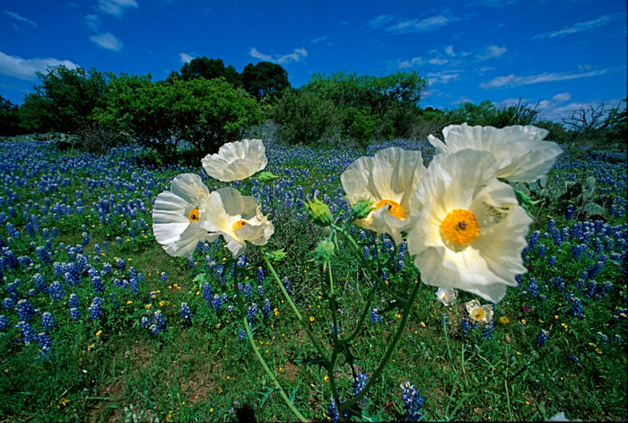 White Prickly Poppy   20 Seeds   Argemone albiflora