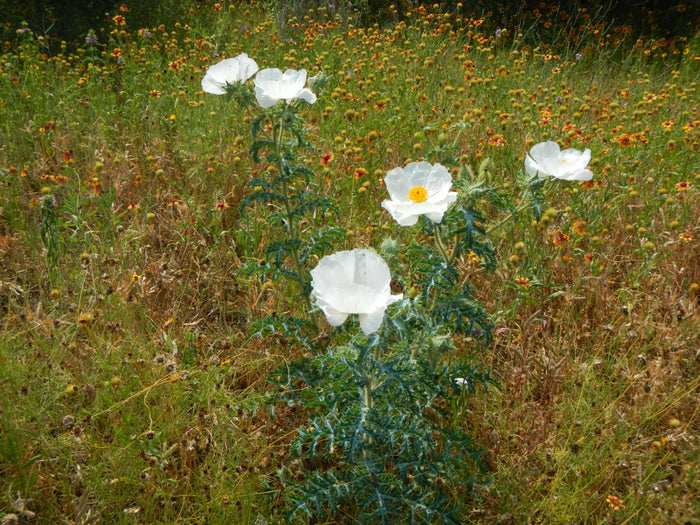 White Prickly Poppy   20 Seeds   Argemone albiflora