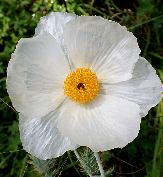 White Prickly Poppy   20 Seeds   Argemone albiflora