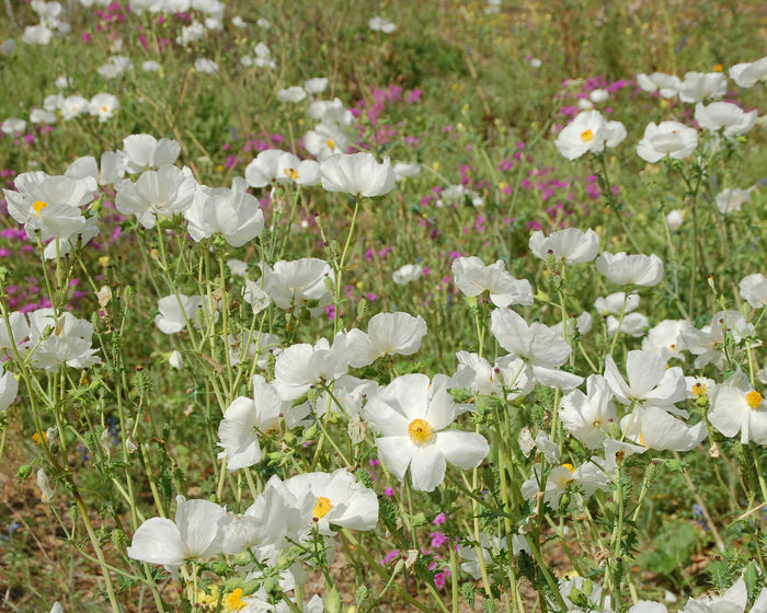 White Prickly Poppy   20 Seeds   Argemone albiflora