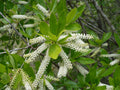 White Titi   100 Seeds   Cyrilla racemiflora