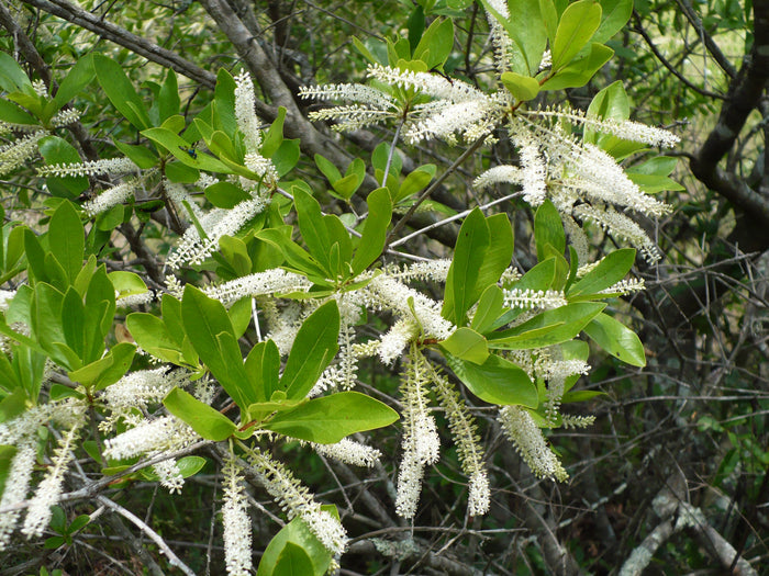 White Titi   100 Seeds   Cyrilla racemiflora