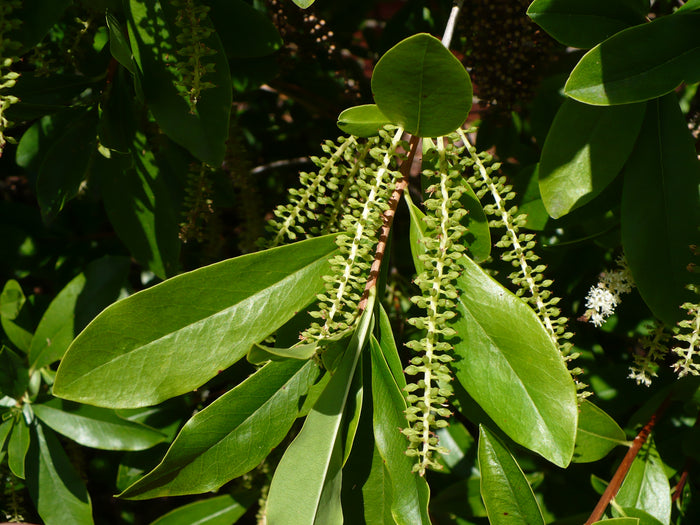 White Titi   100 Seeds   Cyrilla racemiflora