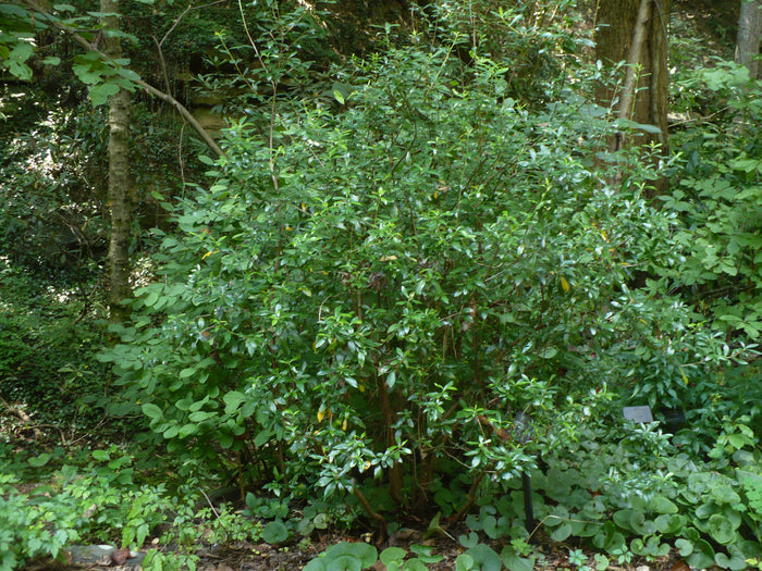 White Titi   100 Seeds   Cyrilla racemiflora