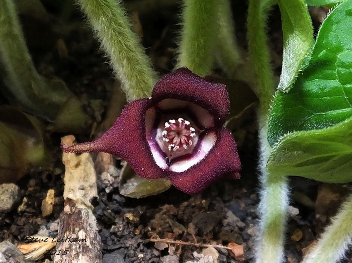 Wild Ginger  20 Seeds  Asarum canadense