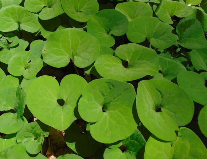 Wild Ginger  20 Seeds  Asarum canadense