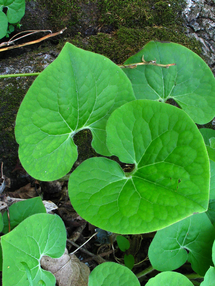 Wild Ginger  20 Seeds  Asarum canadense