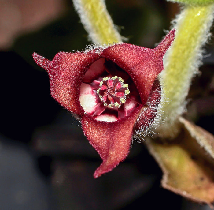 Wild Ginger  20 Seeds  Asarum canadense