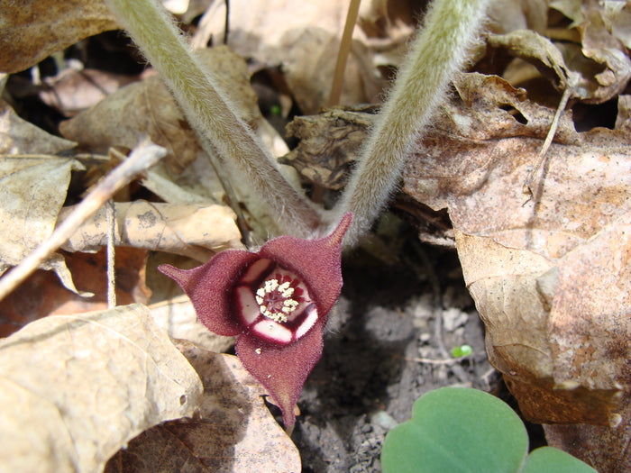 Wild Ginger  20 Seeds  Asarum canadense