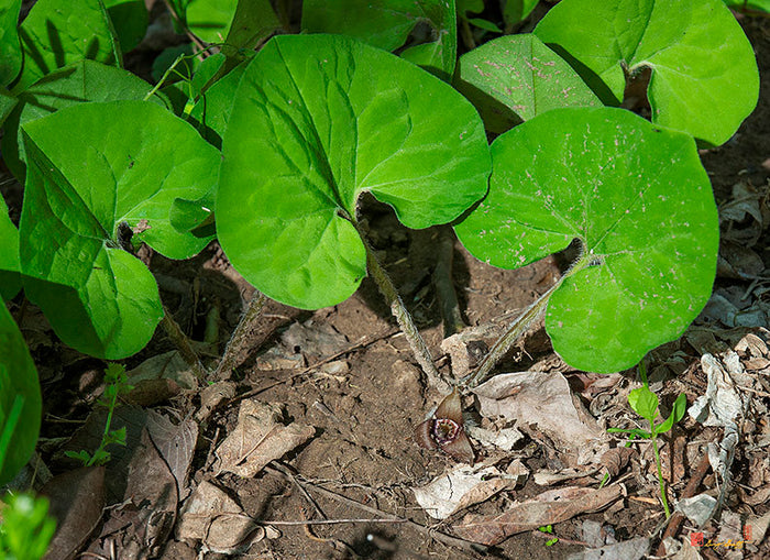 Wild Ginger  20 Seeds  Asarum canadense