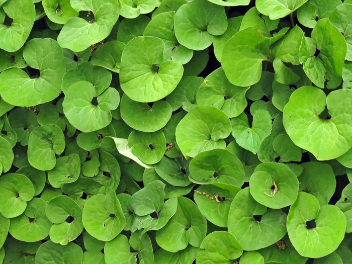 Wild Ginger  20 Seeds  Asarum canadense
